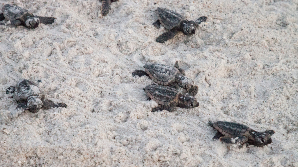A group of baby turtles crawling on sandy beach. Some are grouped together while others are scattered, all making their way towards the top of the image, possibly heading for the ocean. Sand grains are visible around them.