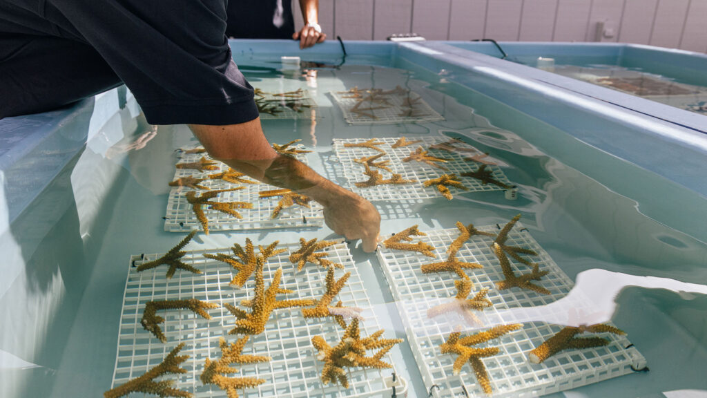 A Mote Marine Lab scientist studies the coral fragments being grown at Reefhouse Resort & Marina.