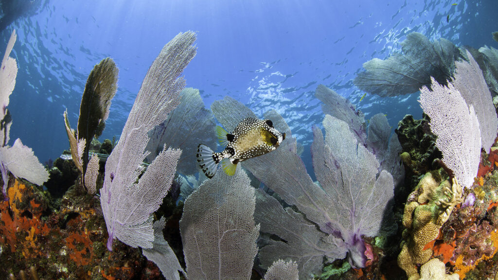 A tropical fish swims through the coral bed.