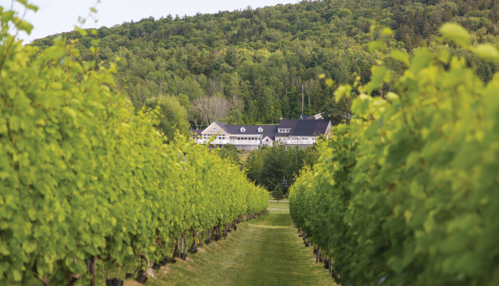 The view from the vineyard at Cellardoor Winery.