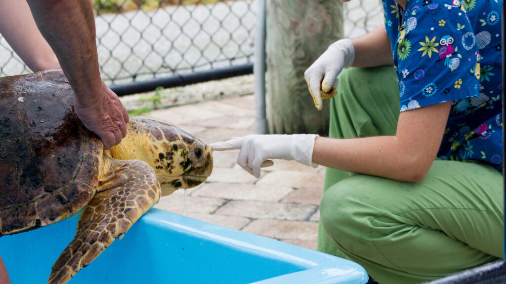 A volunteer interacts with a turtle patient at Loggerhead Marinelife Center in Jupiter, Florida.