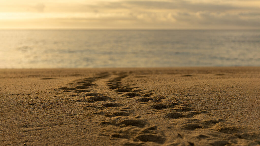 Turtle tracks lead into the ocean.