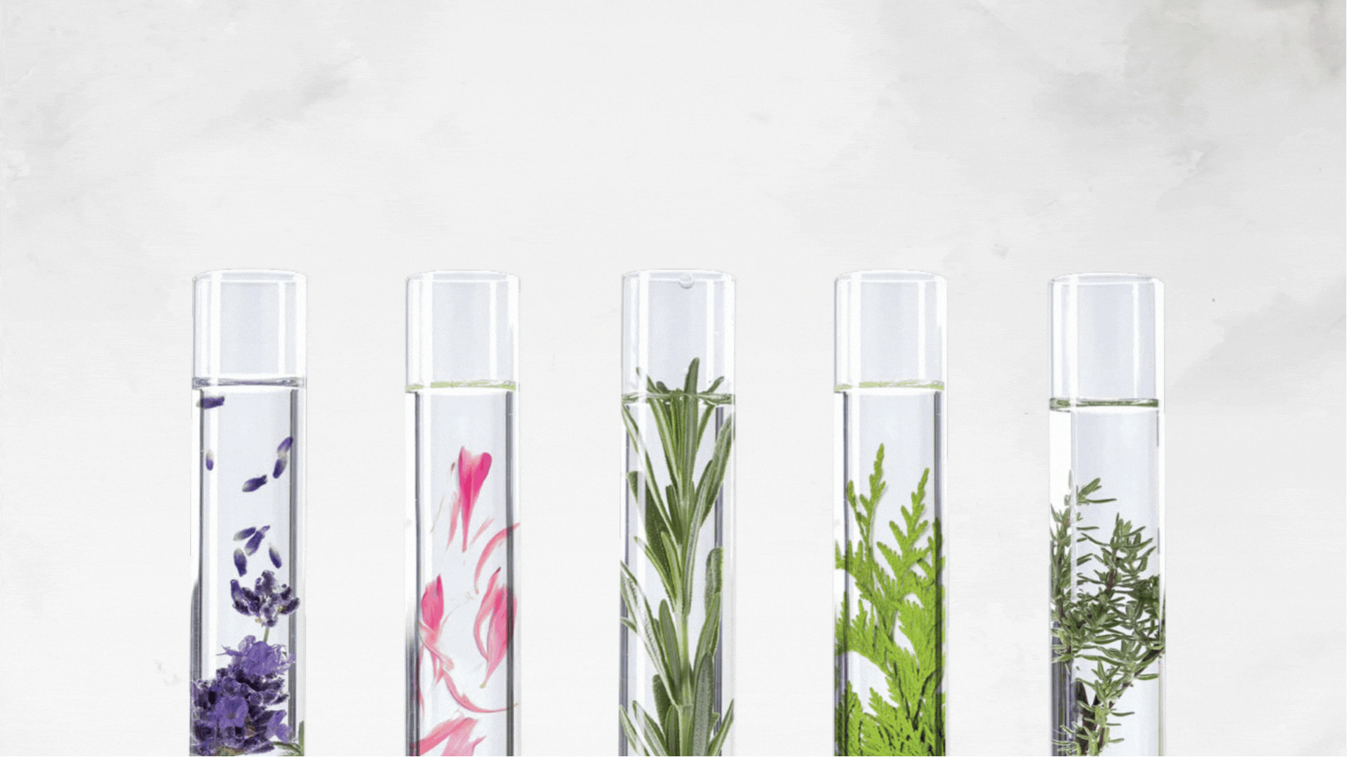 Five glass test tubes filled with clear liquid, each containing different types of plants and herbs, arranged in a row against a light gray background.