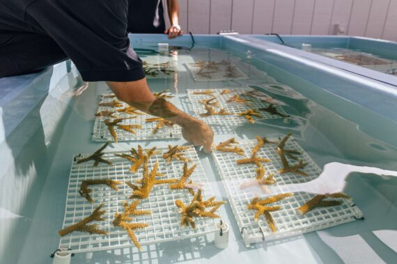 A researcher assesses the coral fragments at the Reefhouse's on-site coral nursery.