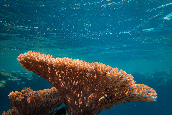 An elkhorn coral that is facing crisis.