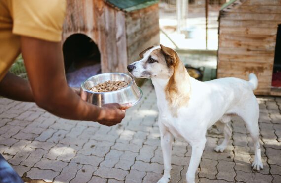A volunteer with a dog at a local animal shelter.