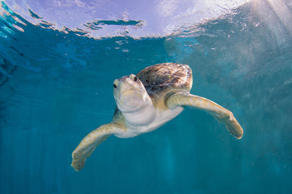 A sea turtle swims at Clearwater Marine Aquarium.