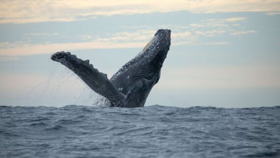 A humpback whale surfaces with a splash.