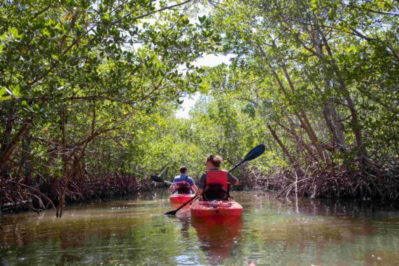 A couple kayaks through a mangrove forest.