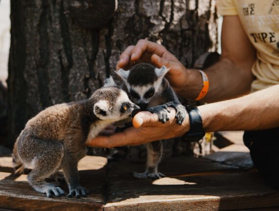 A staff member at Big Cat Sanctuary pets the lemurs.