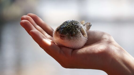 A naturalist holds a puffer fish.
