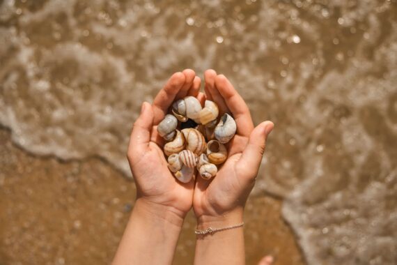 A mixture of seashells in an person's hands.