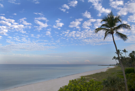 the beach and palm trees