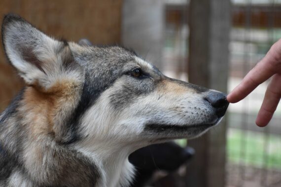 A volunteer pets a dog.