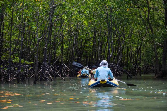 A person kayaks through a mangrove tunnel.
