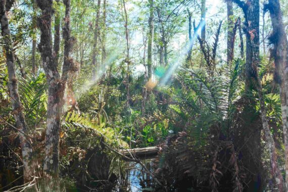 A view deep into the wild ecosystem of the Everglades.