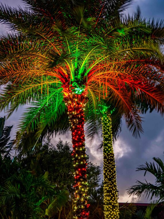 christmas lights on palm treeas