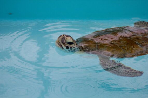 A turtle pokes its head out at the Loggerhead Marinelife Center.